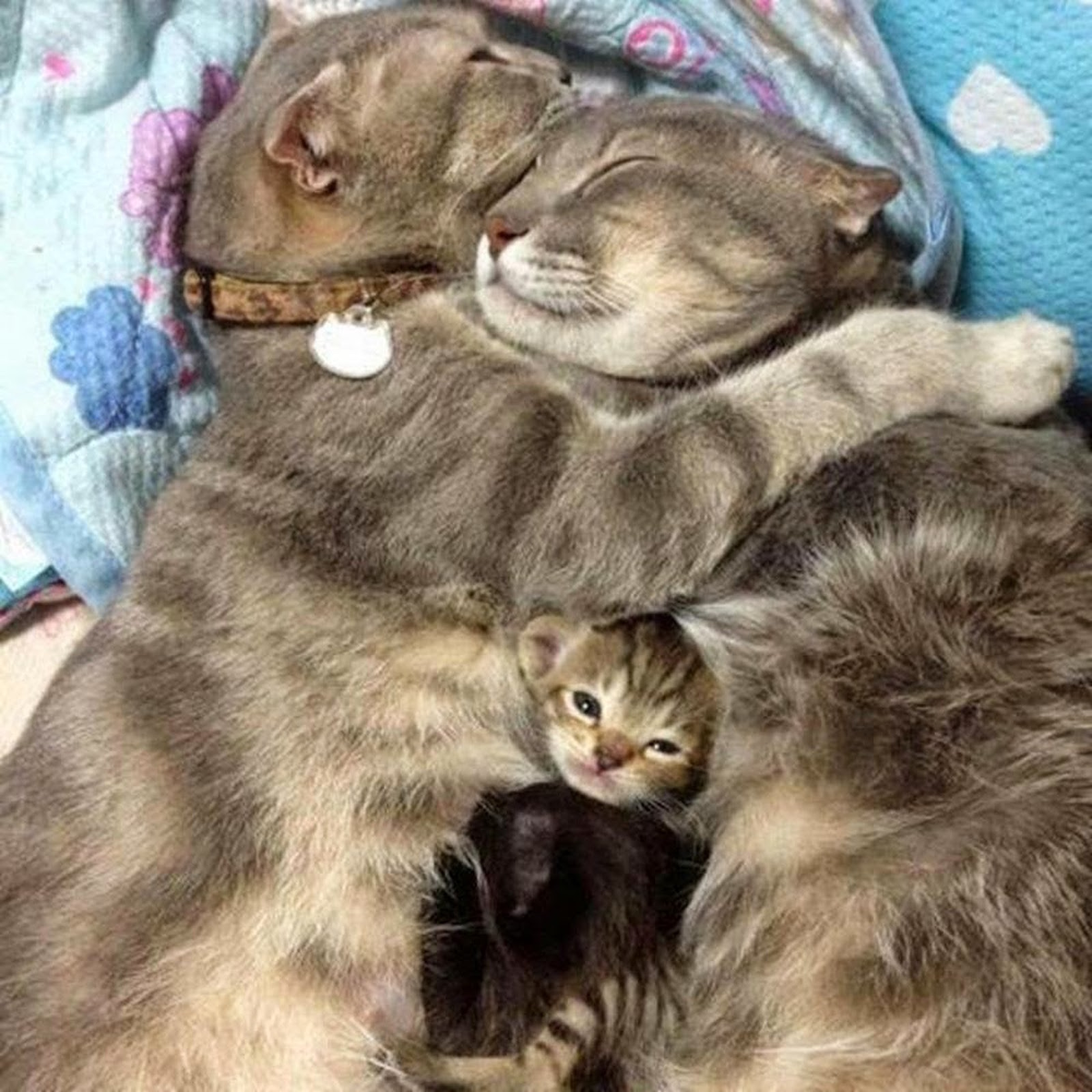 Мама кошка и котенок. Кошка с котятами. Котик с мамой. Котики обнимаются. Мама котя.