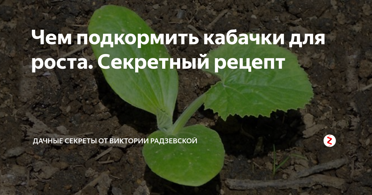 Чем удобрить кабачки в период цветения. Подкормить кабачков. Подкормка кабачков в открытом. Чем подкормить кабачки в открытом. Как подкармливать кабачки?.