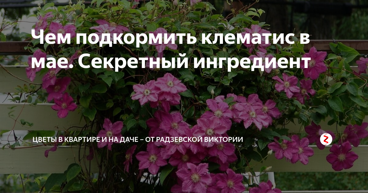 Клематисы подкормка для цветения в июне. Удобрение для клематиса. Подкармливаем клематис. Клематис в мае. Чем подкормить клематис в мае.