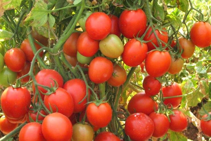 Дозревание помидоров: ученые раскрыли самый простой и неожиданный секрет | укатлант.рф | Дзен