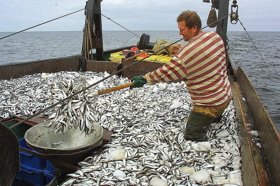 Латвийские рыбаки на лове салаки в Рижском заливе. Эта рыба используется для приготовления знаменитых рижских шпрот. Фото Тимура Субханкулова (ИТАР-ТАСС)