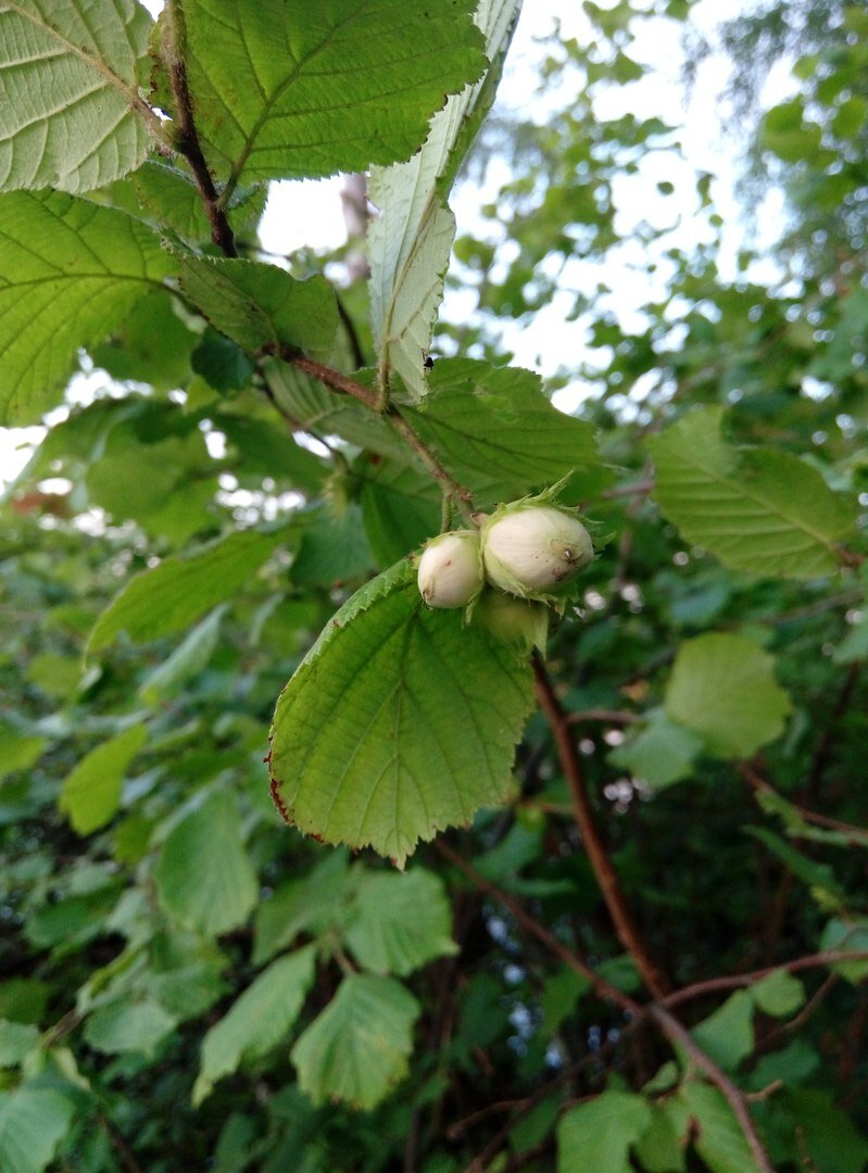 Орешник молодой фото