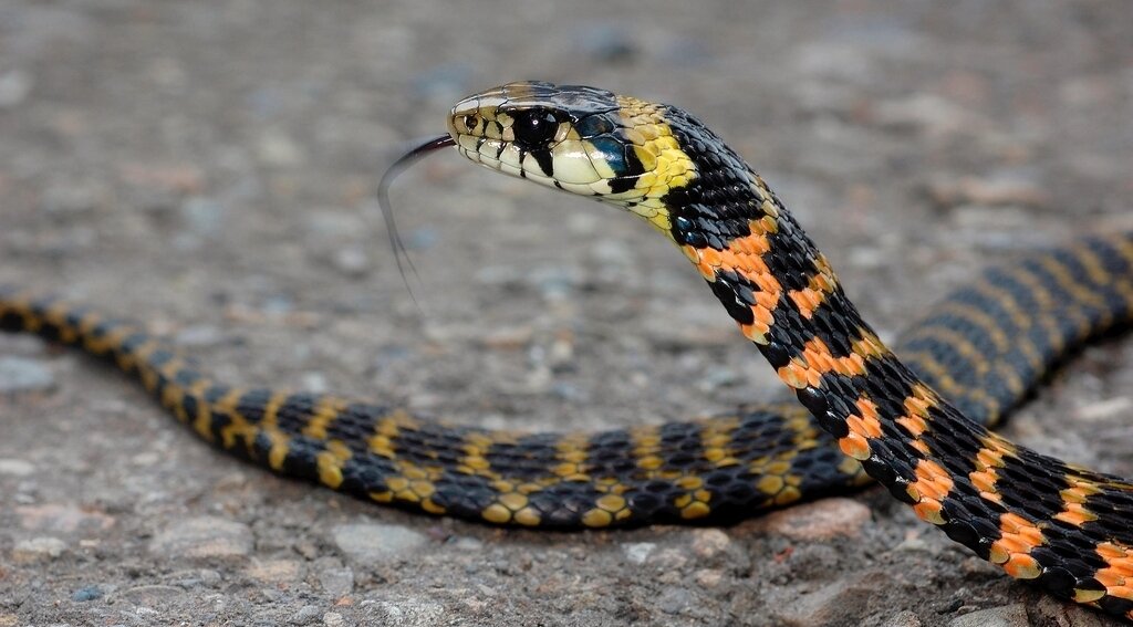 Тигровый уж может различаться по расцветке и размерам в зависимости от региона обитания