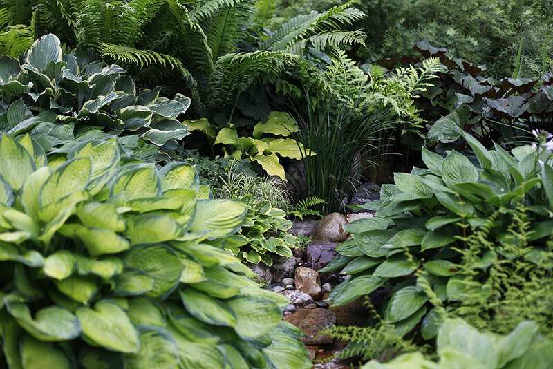 хоста эрромена. тенелюбивые растения хоста. хоста sorbet. хоста cherry berry. хоста лилейник миксбордер.