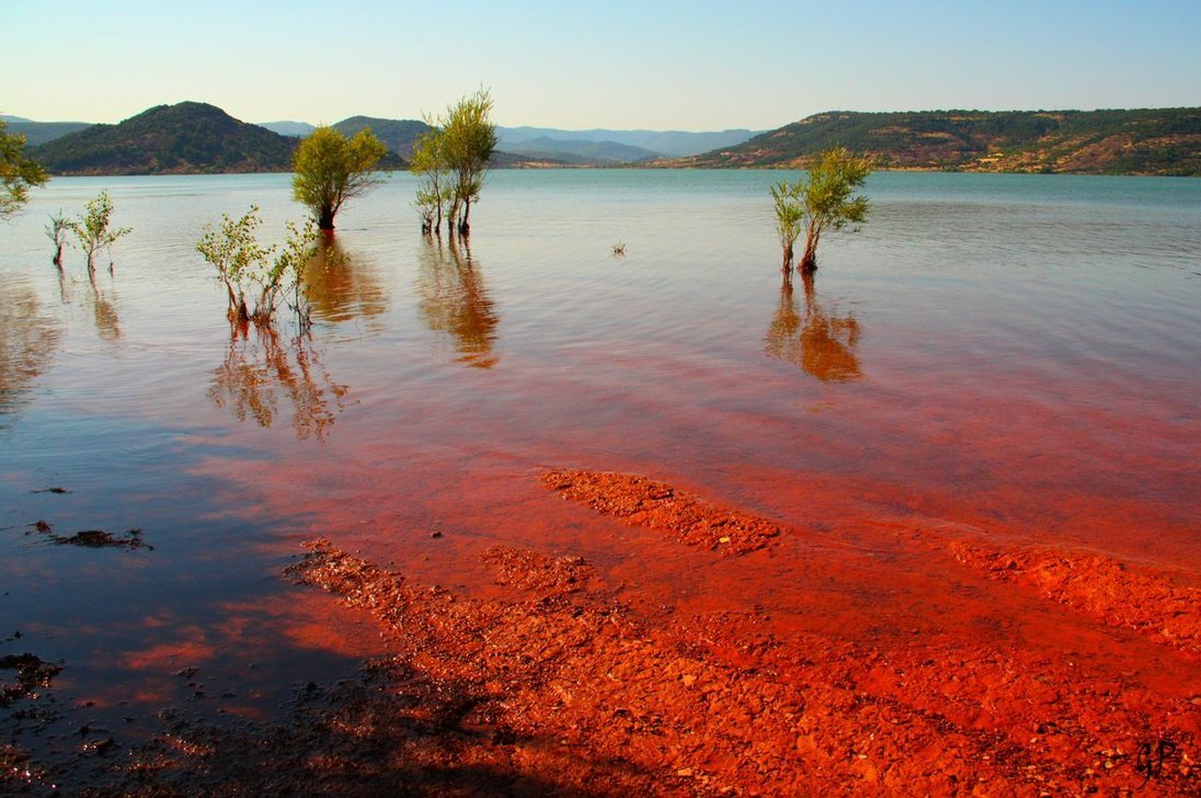 красные водоросли в красном море