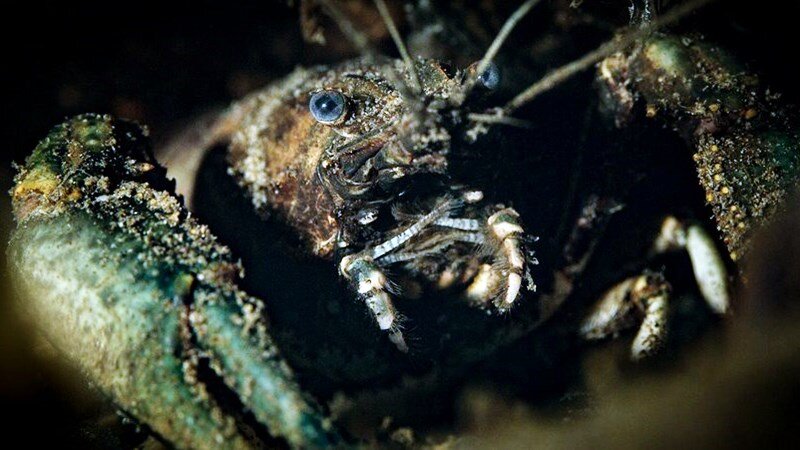 Пресноводный рак