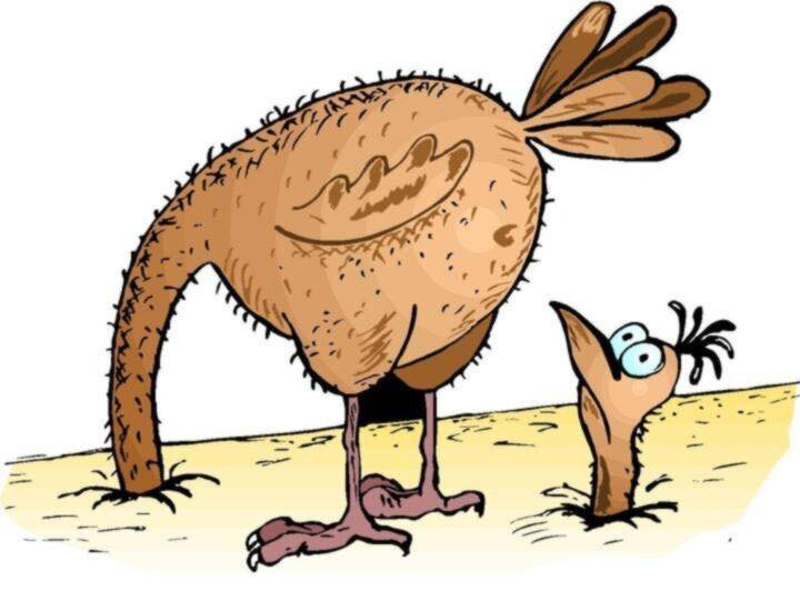 Страус прячет голову в песок. Это неправда. Они так не когда не делают