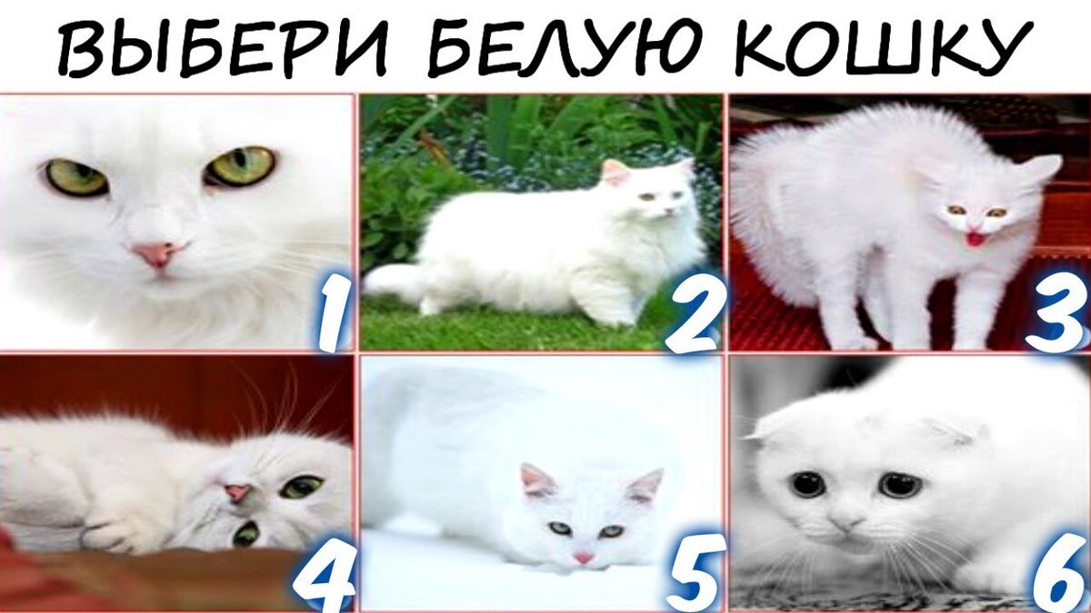 Тест выберите белую кошку. Выбери кошку и узнай свой талант. Белый тэст Доинка кошки.