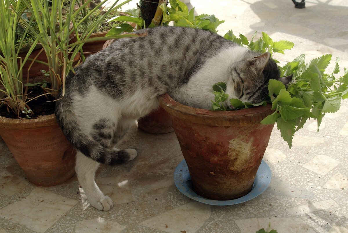 Работает ли кот. Кошачья мята. Котовник кошачий. Catnip Кошачья мята. Трава котовник кошачий.