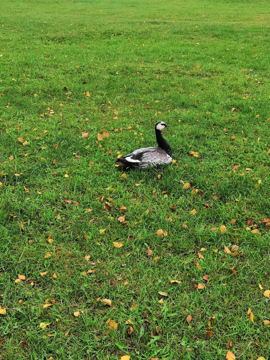  Белощекая казарка  на набережной Петрозаводска 