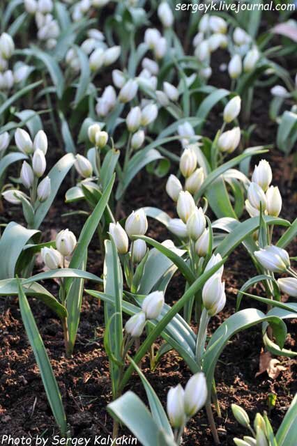 Тюльпан многоцветный