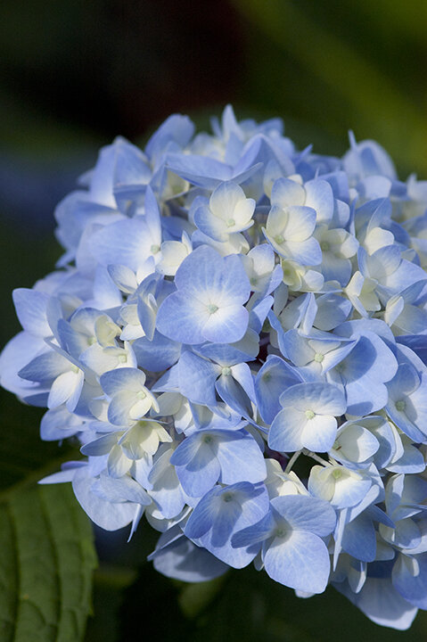 Ссылка на изображение