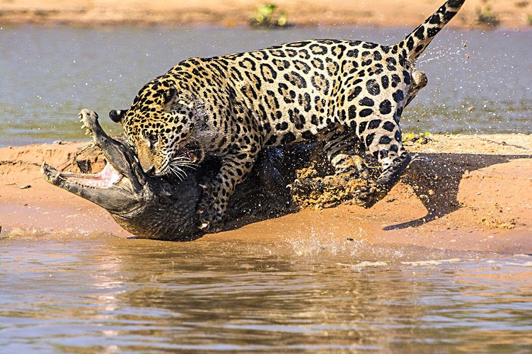 https://pixanews.com/animals/yaguar-scepilsya-s-kajmanom-yakare.html