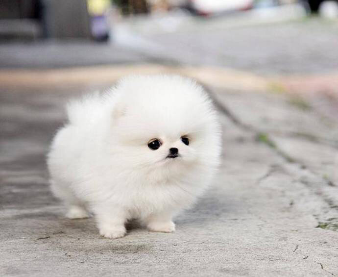 самые милые собачки в мире маленькие
