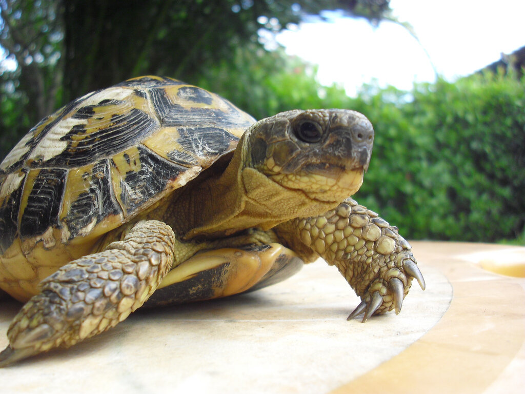 Впадают ли в спячку домашние черепахи? | Garden-Zoo.ru | Дзен