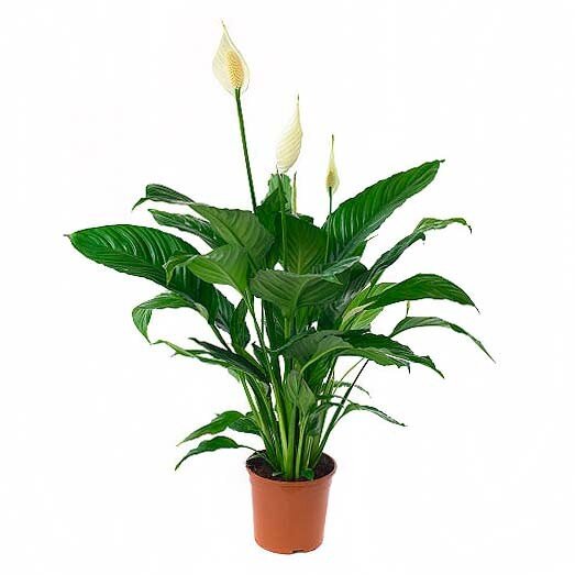 Спатифиллум (Spathiphyllum)