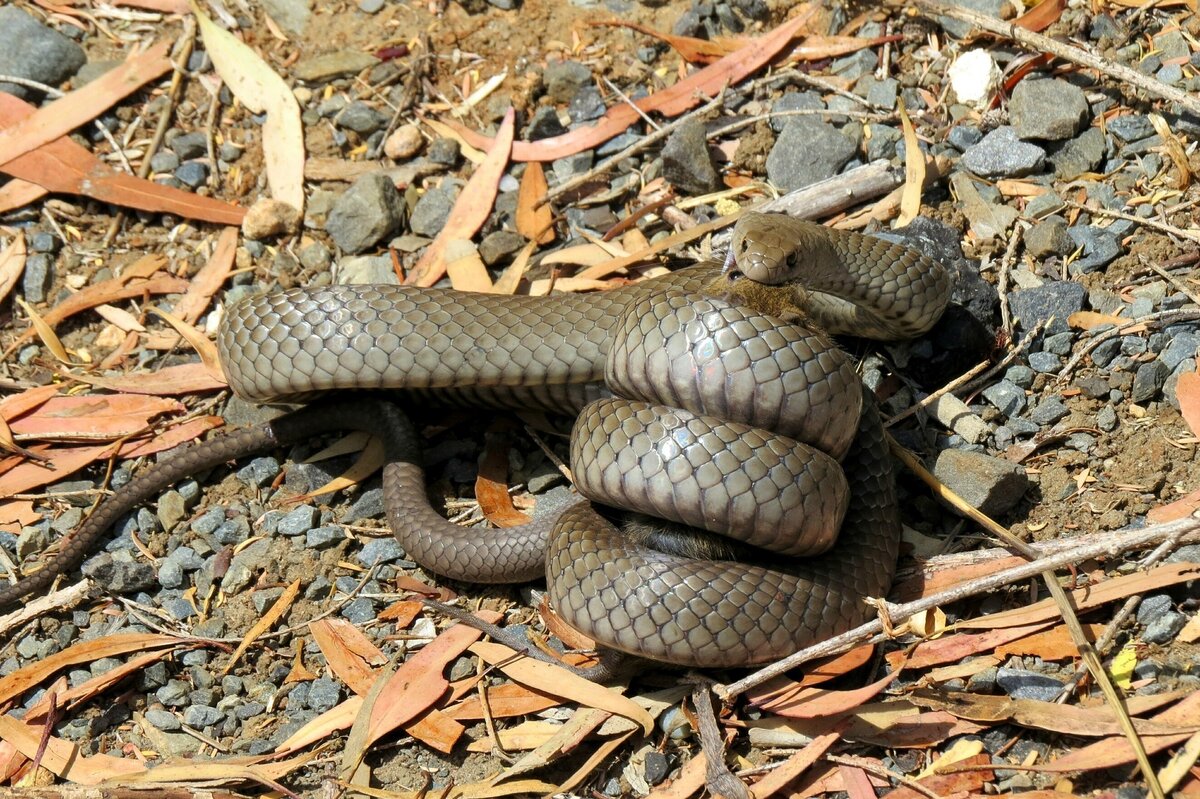 Самые быстрые змеи в мире, ТОП-5 | В когтях у хищника | Дзен