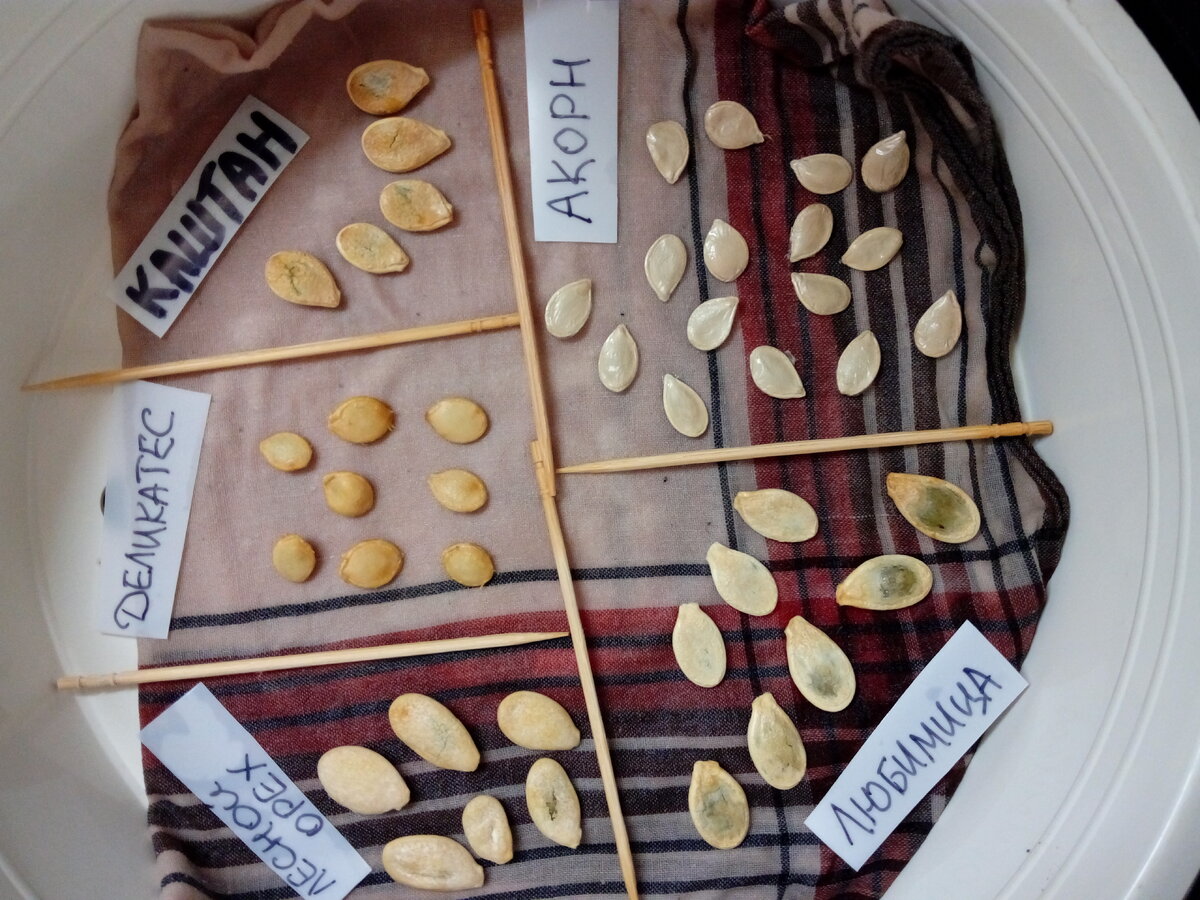 Быстрее всех проклёвывались свои семена Acorn Gold из урожая 2016.