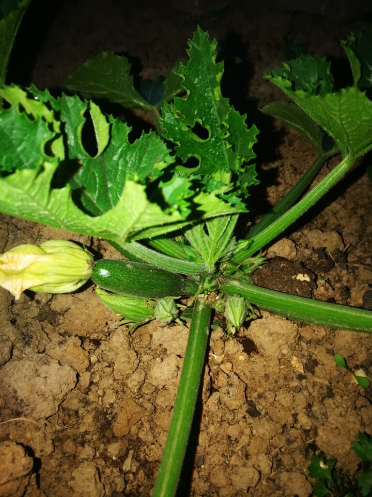 Ждем, когда плоды вырастут до оптимального размера, разницы с предыдущем фото 1 неделя