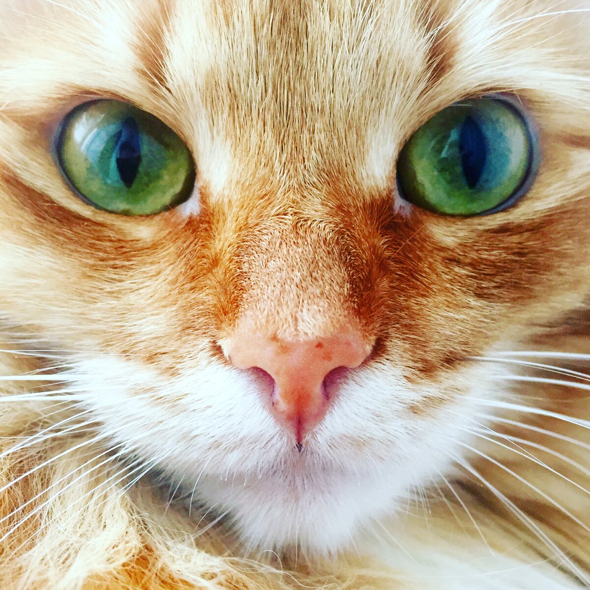 Цвет глаз у кошек: самая прекрасная палитра на свете | Зверополис. Ольга  Шильцова | Дзен