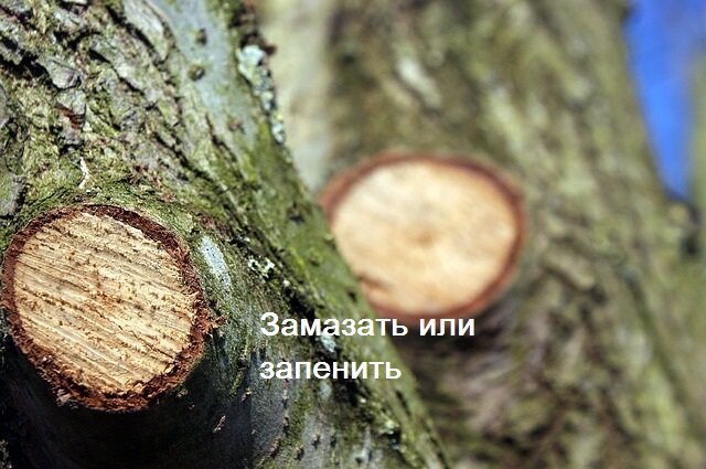 Обработка ран в процессе обрезки плодовых деревьев является необходимым условием санитарной защиты растений.