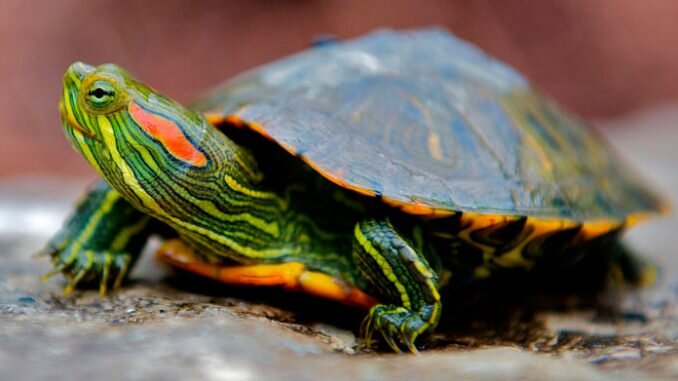 Островок для красноухой черепахи — как сделать своими руками