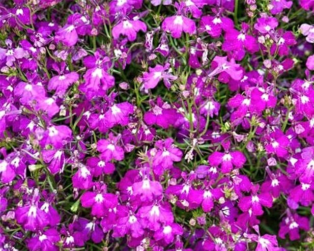 Сорта лобелии: список с названиями по алфавиту и подбором по характеристикам