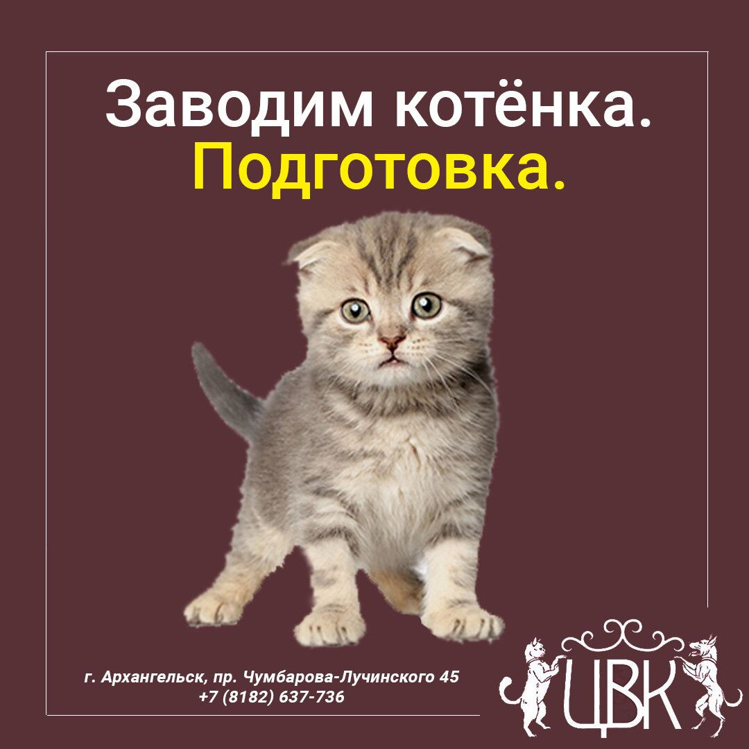 Завести котенка