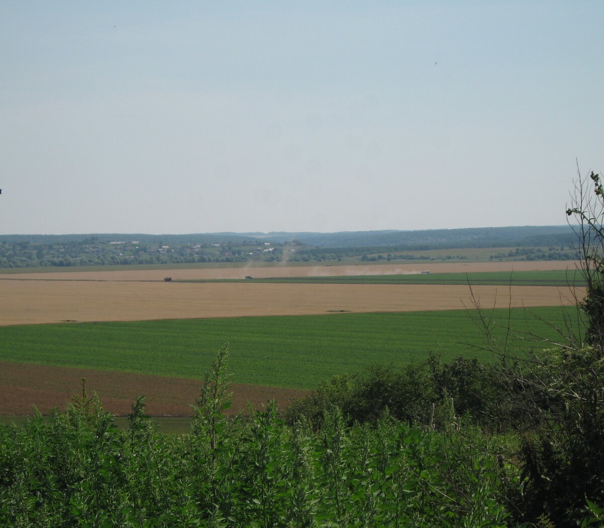 Тульская область. Где пашут, там борщевика нет.