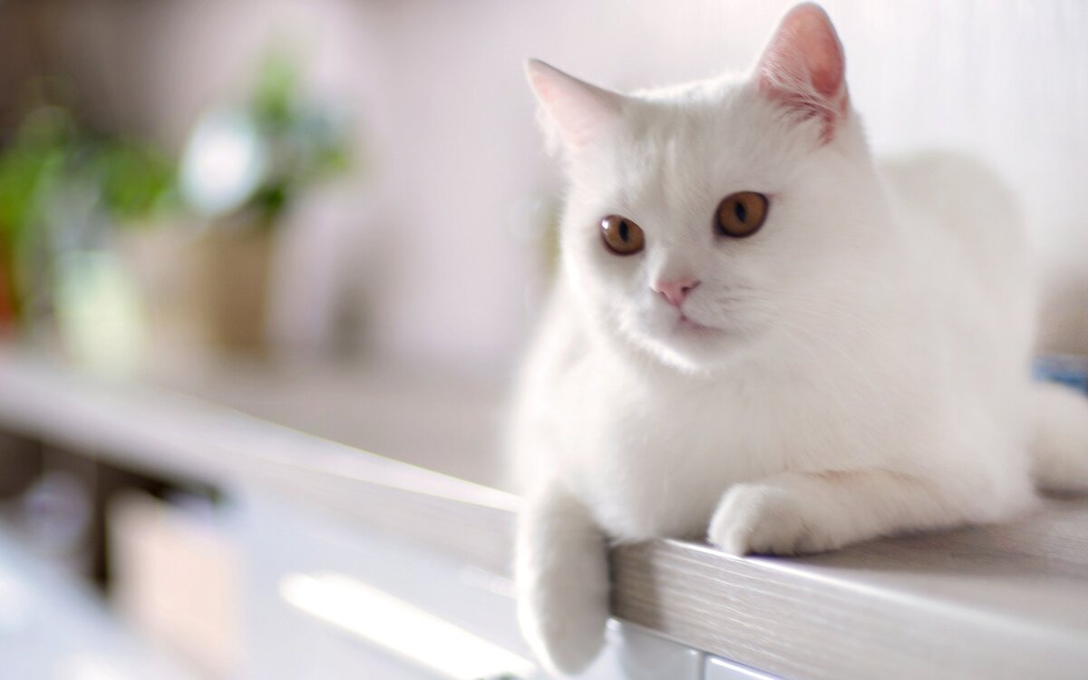 Коты белые почему глухие: причины и характеристики