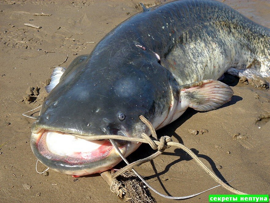 самая крупная пресноводная в калининградской обл. рыба сом самая большая пресноводная. окунь 200 кг. европейский сом людоед. панцирная щука гигантская.