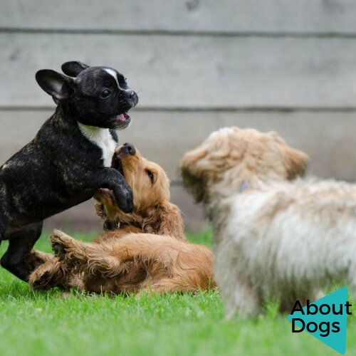 Радость игр