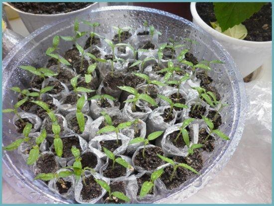 Источник: http://ogorodsadovod.com