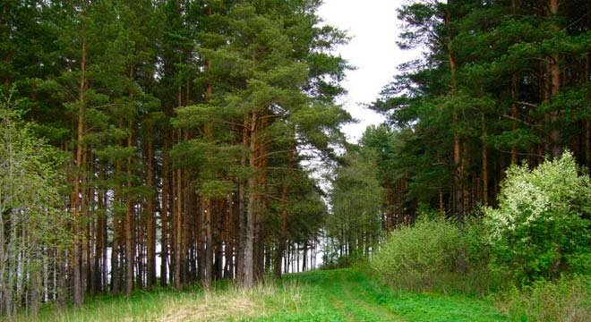 Земельные ресурсы Российской Федерации по видам использования делятся на семь категорий. Преобладают леса, которые составляют 65% от площади территории государства.