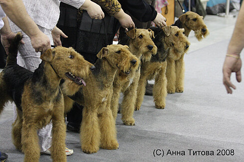Фотография взята с сайта племенного питомника эрдельтерьеров "Констант Росс" http://konstantaross.narod.ru