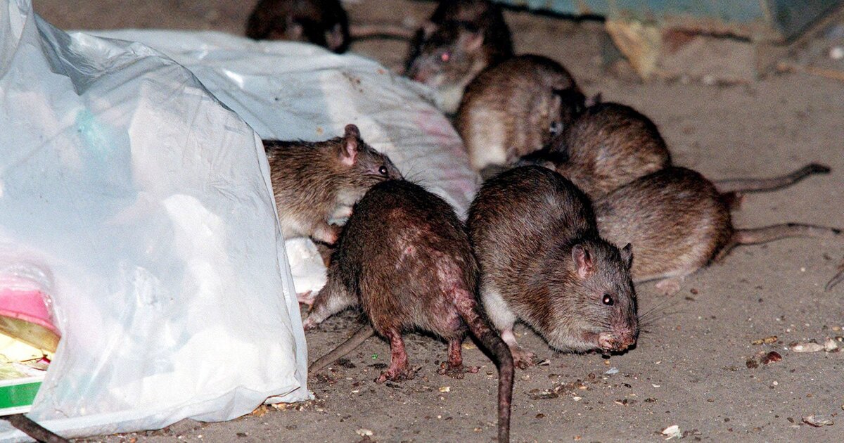 Вытеснение черной крысы серой крысой