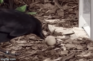 Ворон тоже смог пройти этот раунд