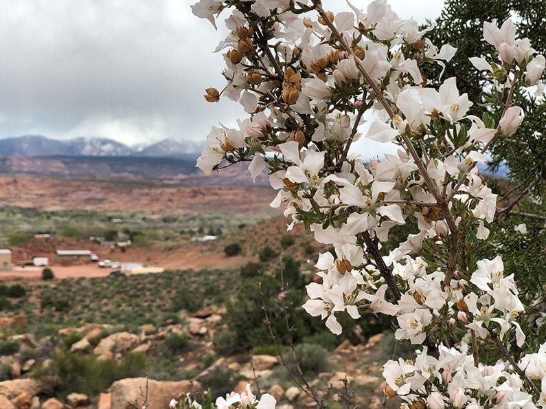 На этой фотографии из-за пёстрого, неразмытого фона сосредоточить внимание на цветах очень непросто