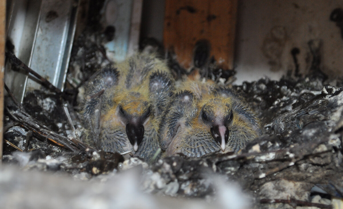 голубиные лысые птенцы