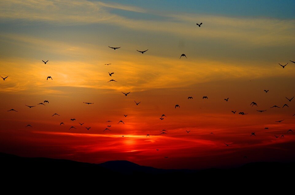 Источник: Pixabay