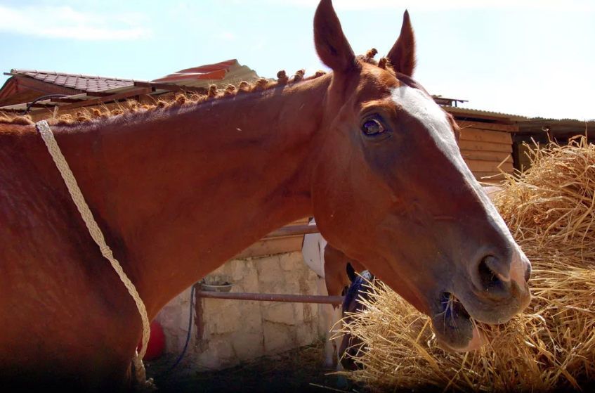 Источник фото: happy-horses.ru