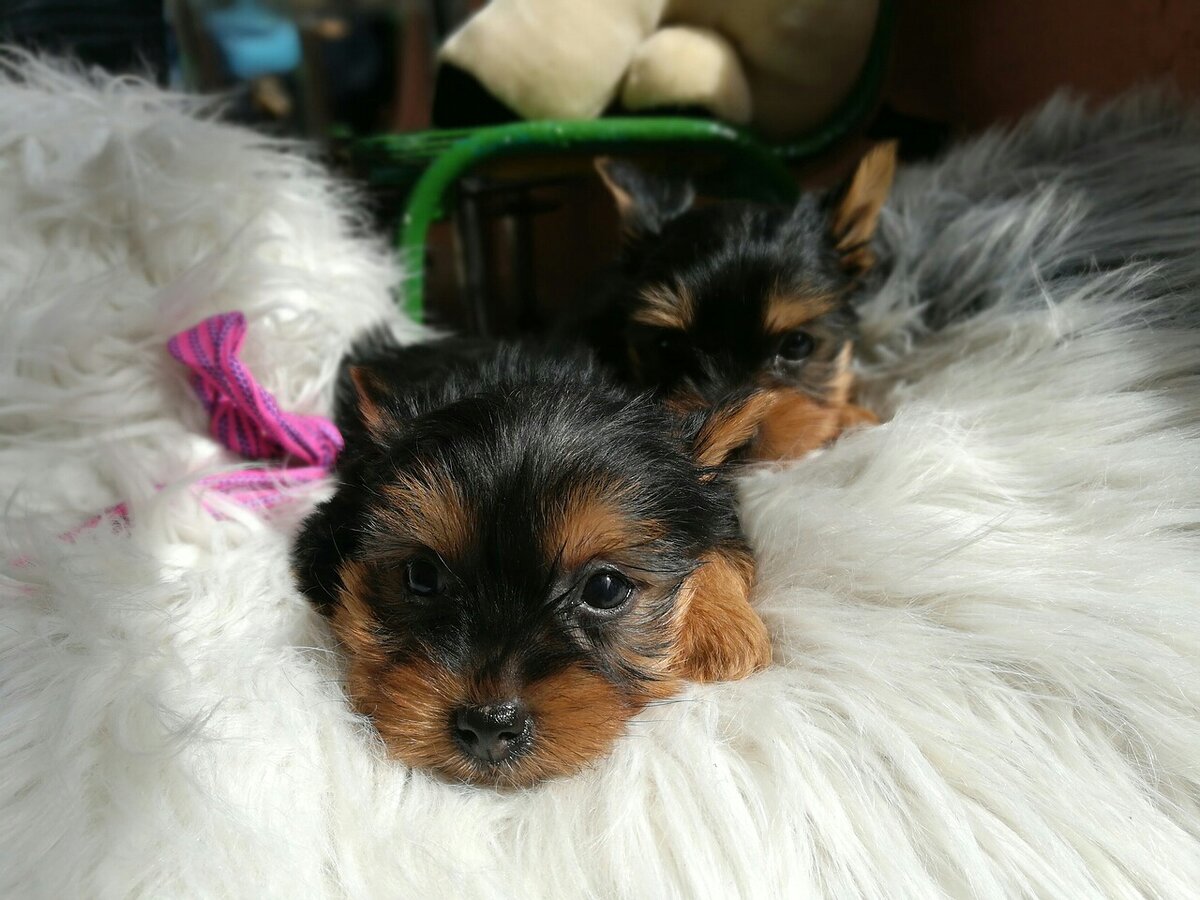 Изображение Karina Blackbird с сайта Pixabay