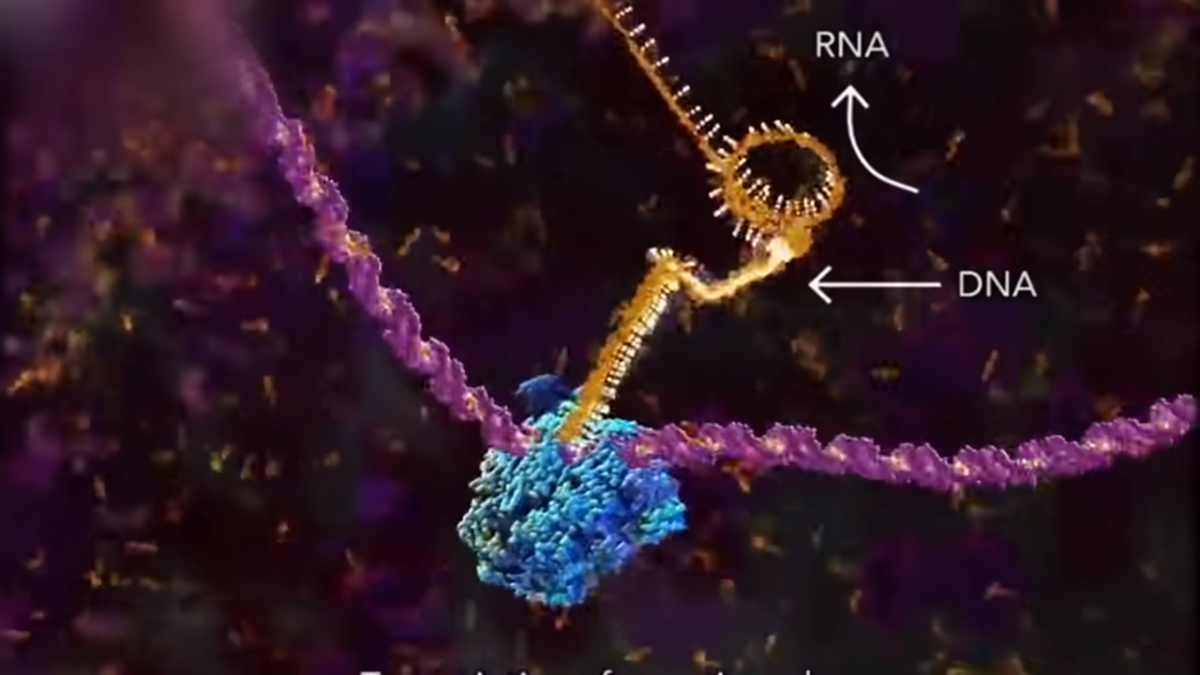 сигнальная система
