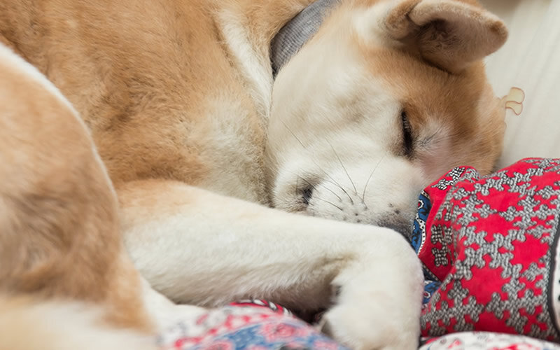 Пускать или не пускать собаку на кровать- вопрос, больше относящийся к личным эстетическим предпочтениям человека, а не к воспитанию собаки. Фото @kinologsmirnov.ru