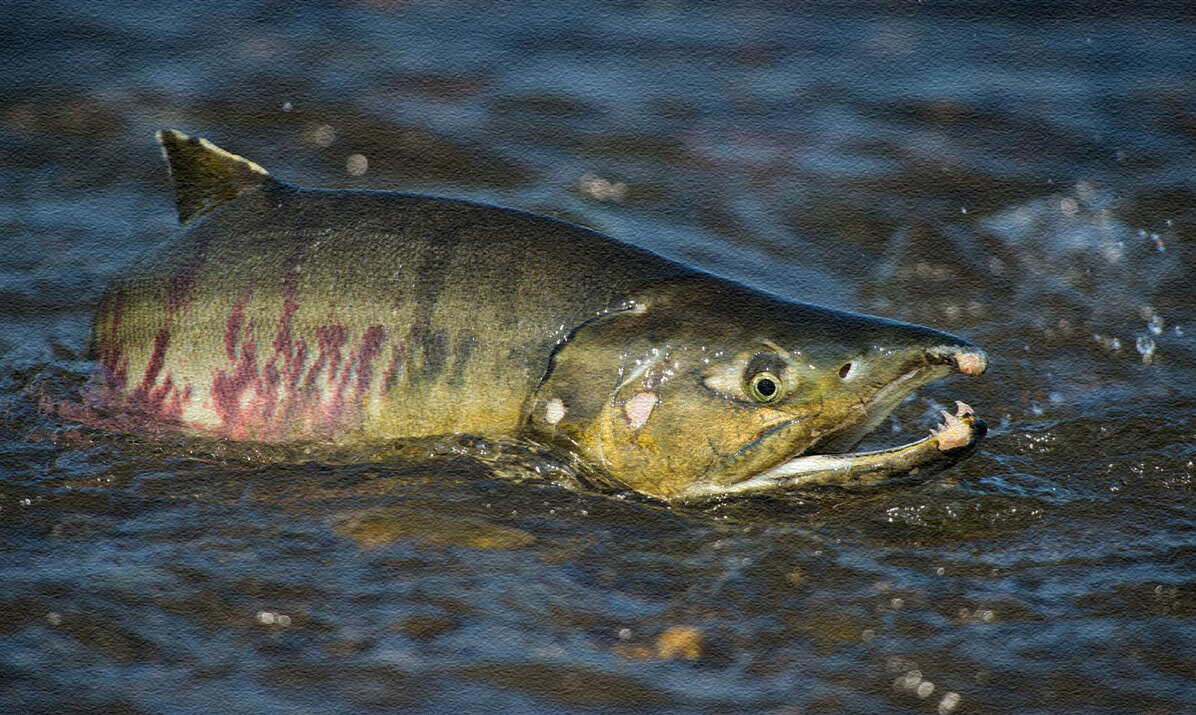 Кета в период нереста