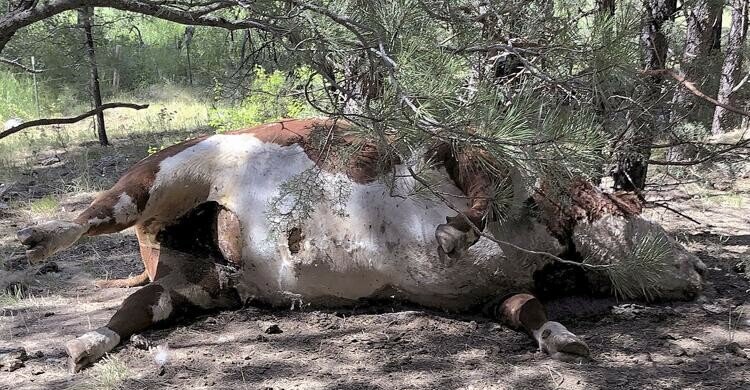 один из 5 убитых быков