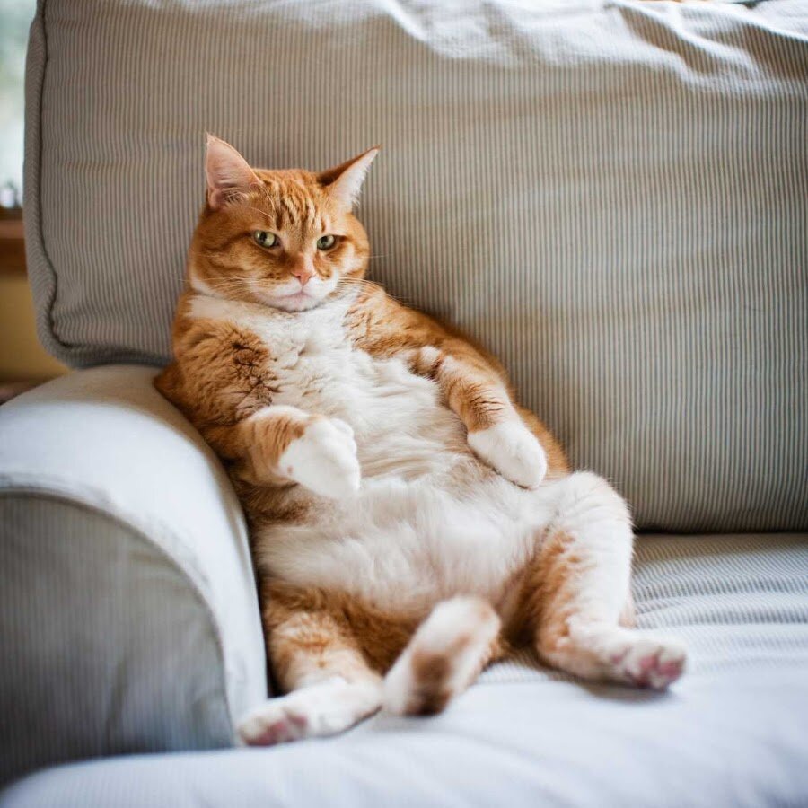 Вот так будем лежать на диванчике и балдеть, а копеечка все капает...