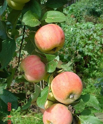 Личное фото