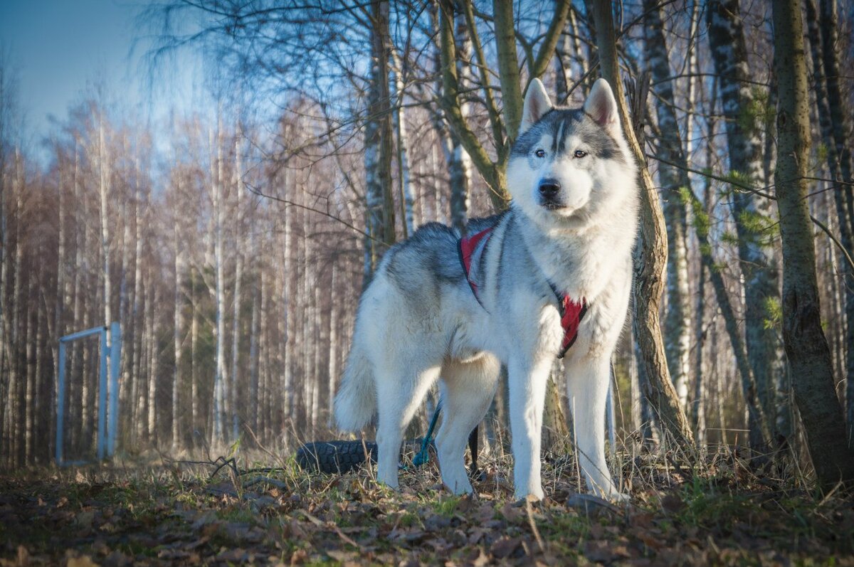 Когда собаку укусил клещ. Мой первый опыт, ошибки, выводы... | In Dogs we  Trust | Дзен