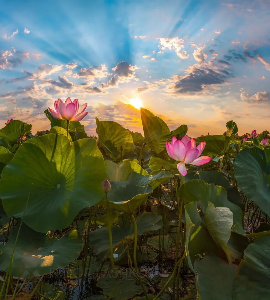 Картинка найдена на просторах интернета.